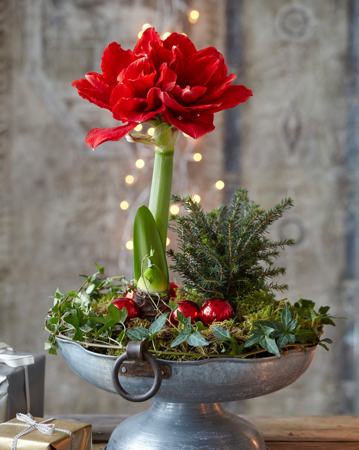 amarylis christmas plant