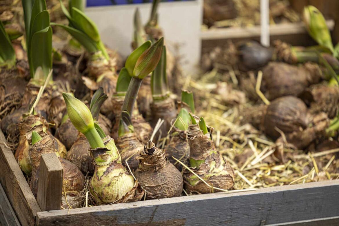 How to Store Amaryllis Bulbs the Right Way