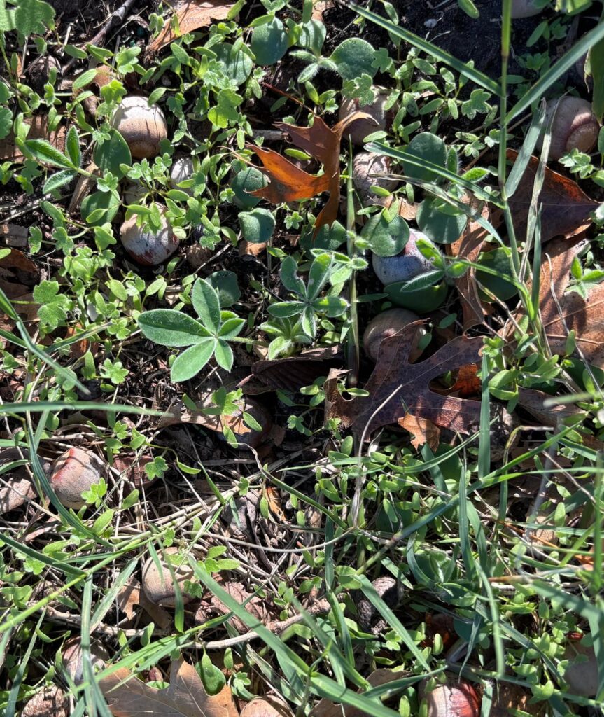 Bluebonnets vs Bermuda grass Bluebonnets vs Bermuda grass