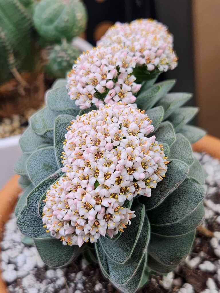 Crassula Morgan's Beauty boom