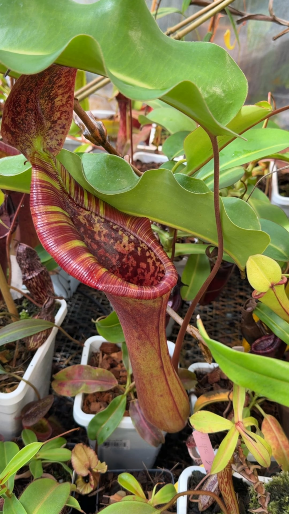 Nepenthes lowii x truncata WP caught a mouse. Nepenthes lowii x truncata WP caught a mouse.