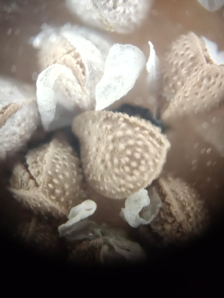 200x Macro pictures of Dorstenia crispa seeds, they look so interesting