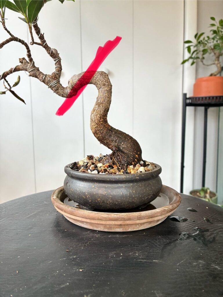 Back again with questions about my ideas for this ficus. Back again with questions about my ideas for this ficus.