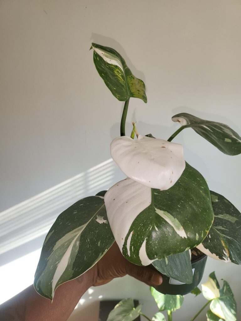 White wizard growth... All white leaf