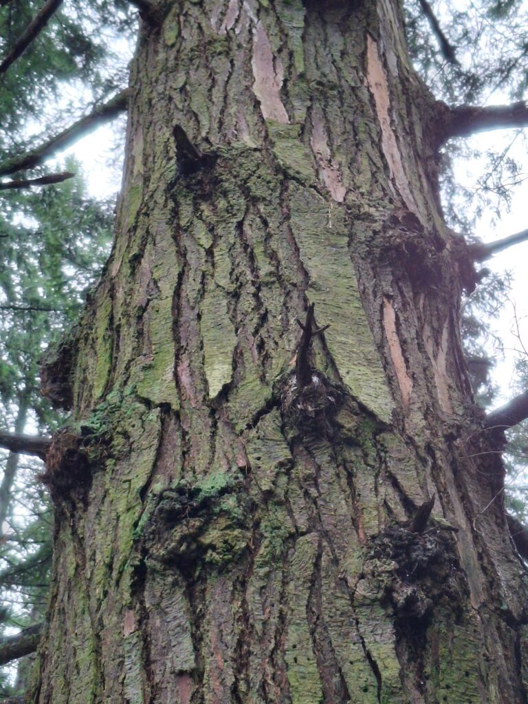 Douglas fir with unusual bark