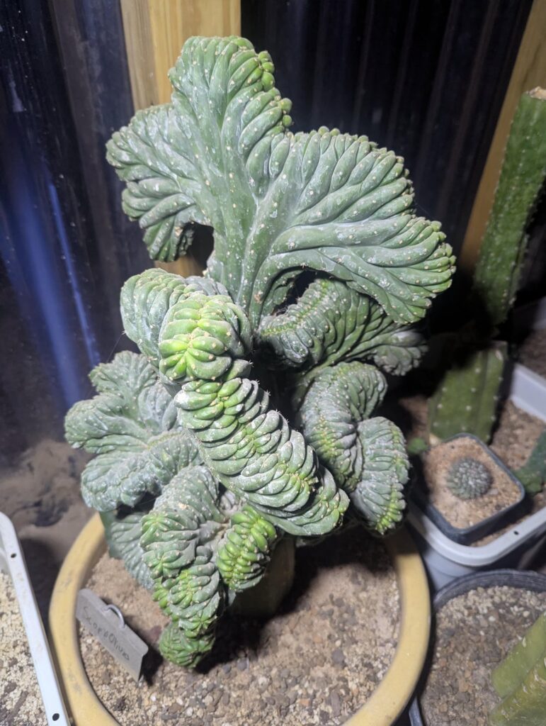 Some random shots from the greenhouse this year for your viewing pleasure.