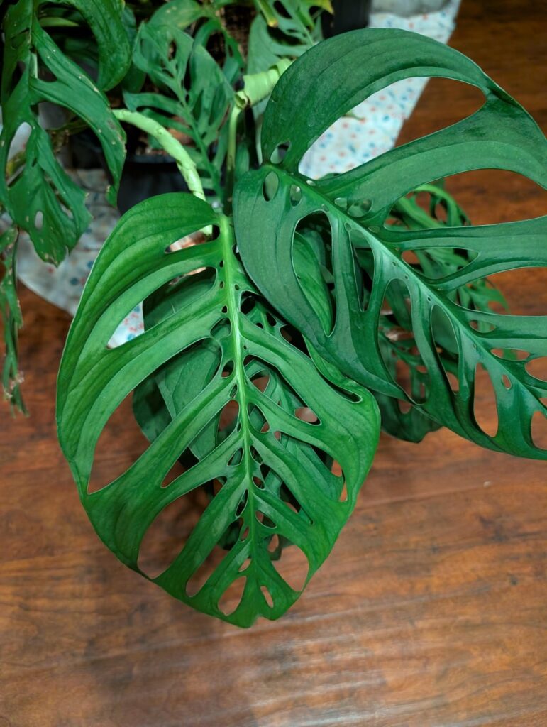 Is this an Esqueleto?