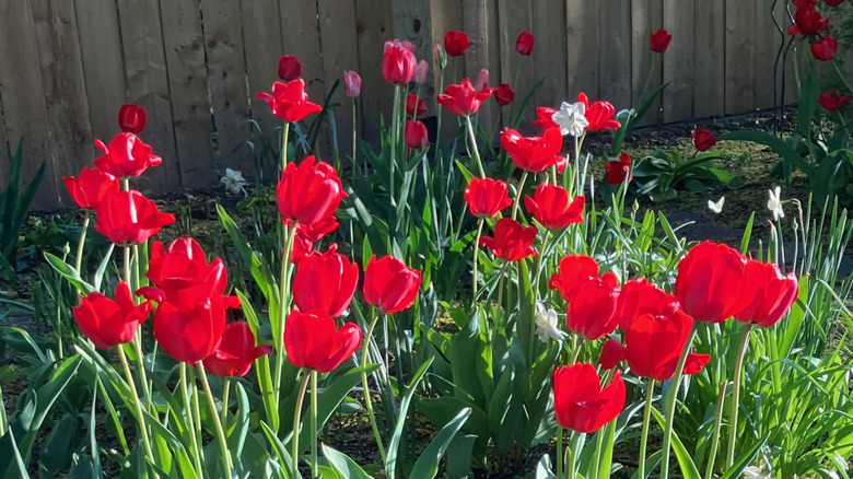 Bright red 'Apeldoorn' tulips blooming in garden
