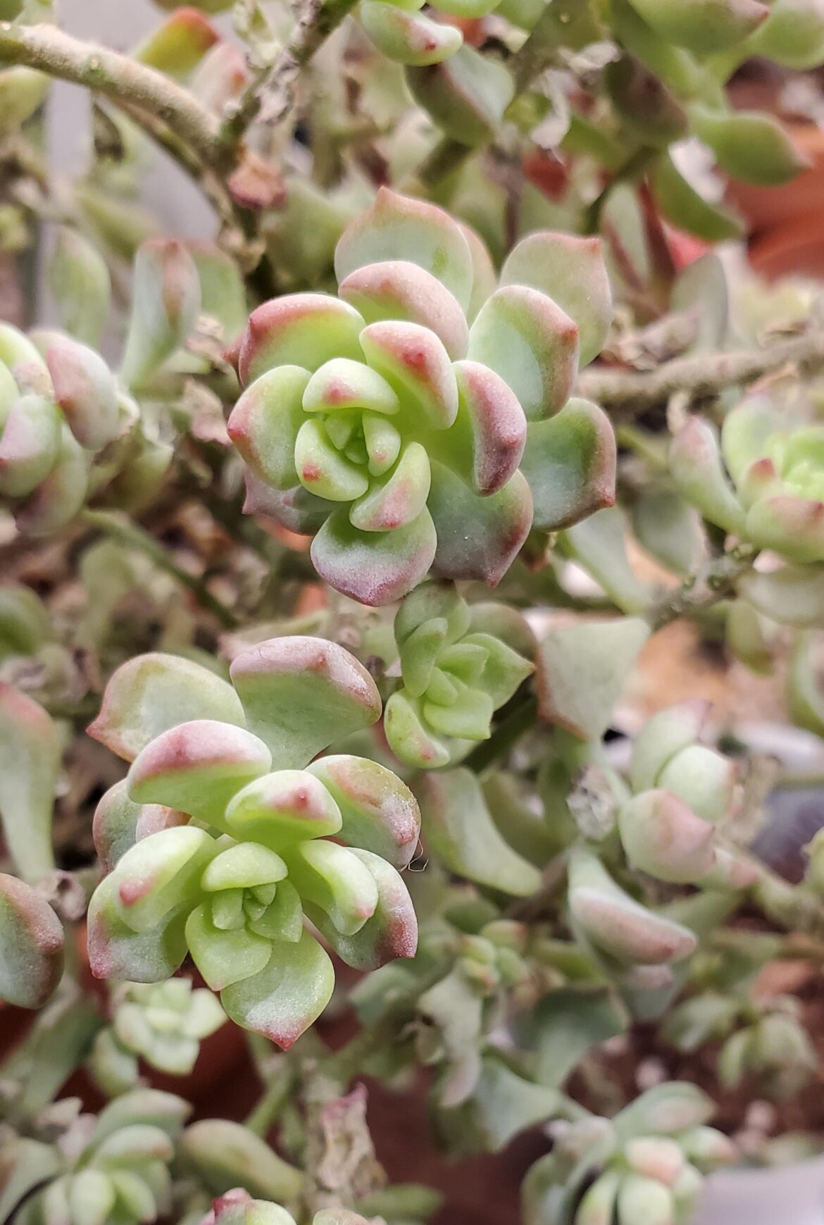 Echeveria querencia