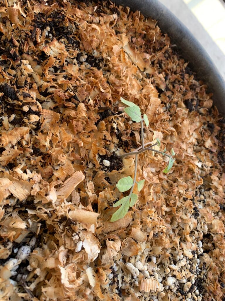 Help! Yellowing leaves Help! Yellowing leaves