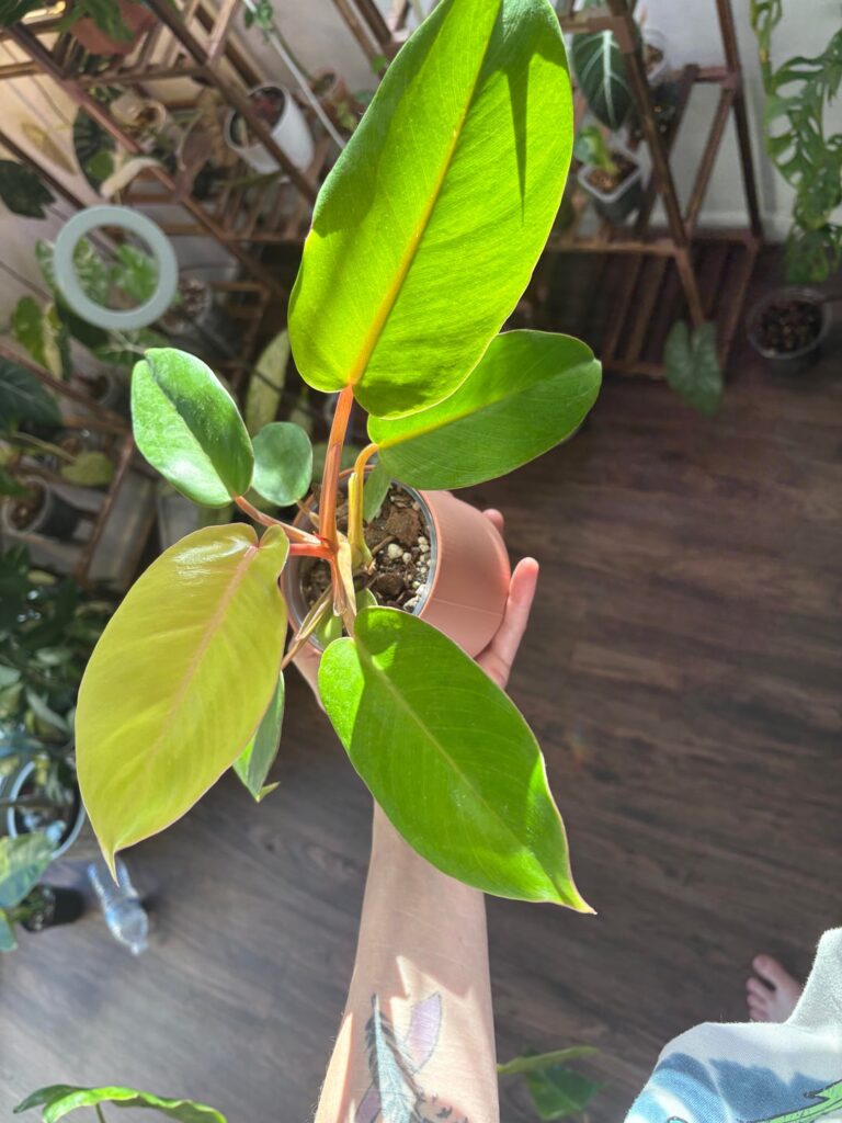 She graduated to cataphyll!!