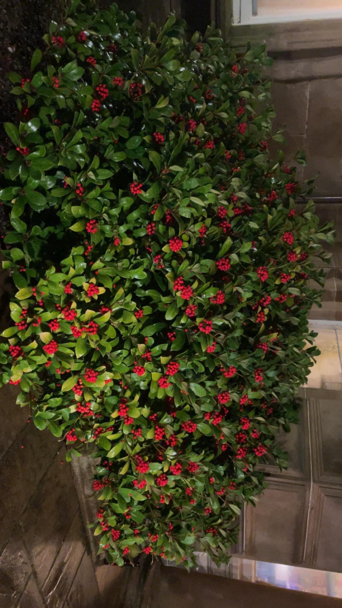 what berries are these, are they edible?