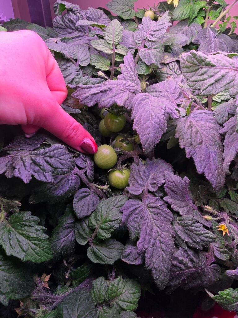 There are 60 tomatoes 🤯