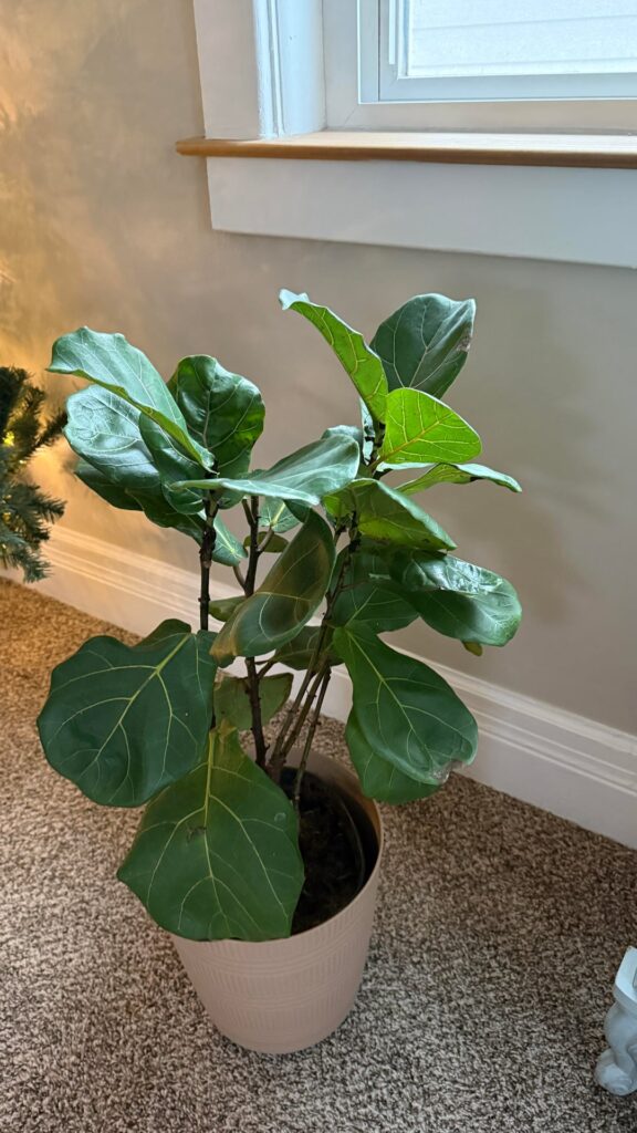 Haven’t watered in a month because the soil is STILL wet. Are the leaves too droopy?