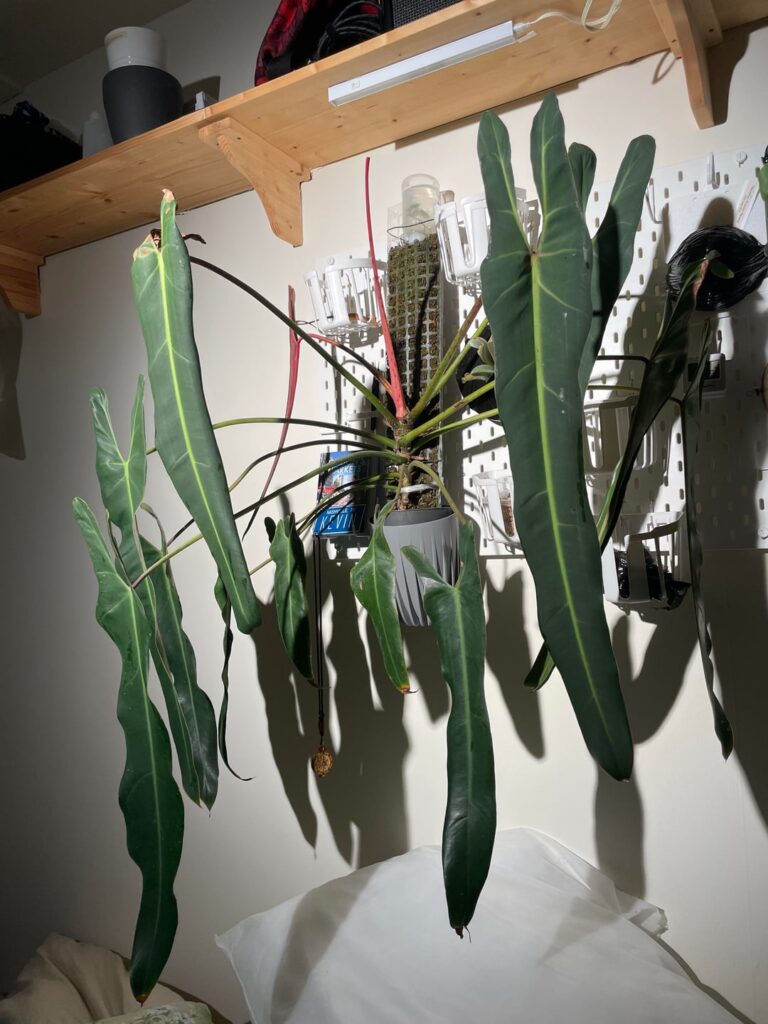 Time for a chop and prop?