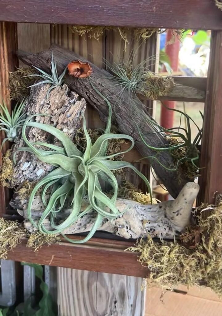 Another one for my collection, I'm happier every day as my babies grow.