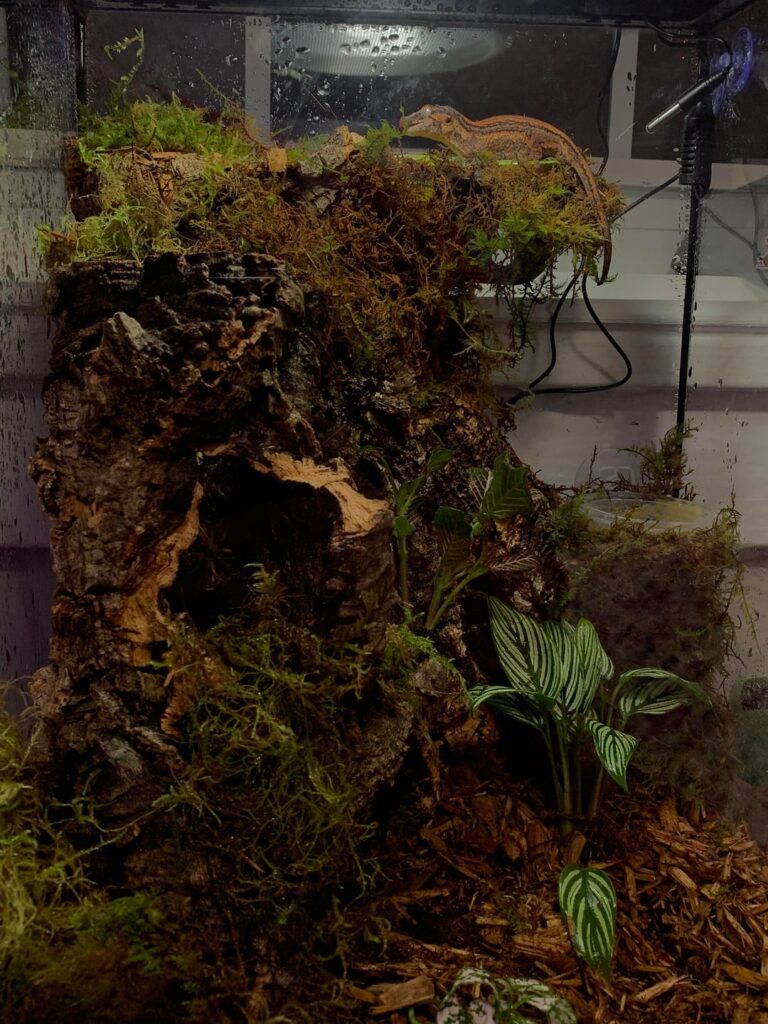 My first ever Vivarium!