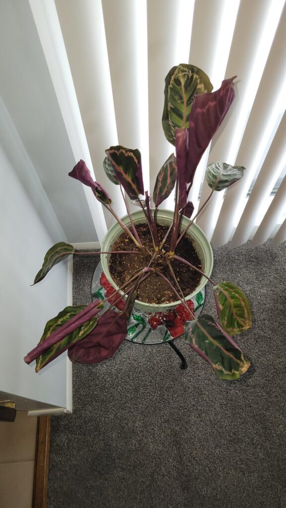 I don’t want to over-correct and kill it by stress… Please read… I don't want to over-correct and kill it by stress... Please read...