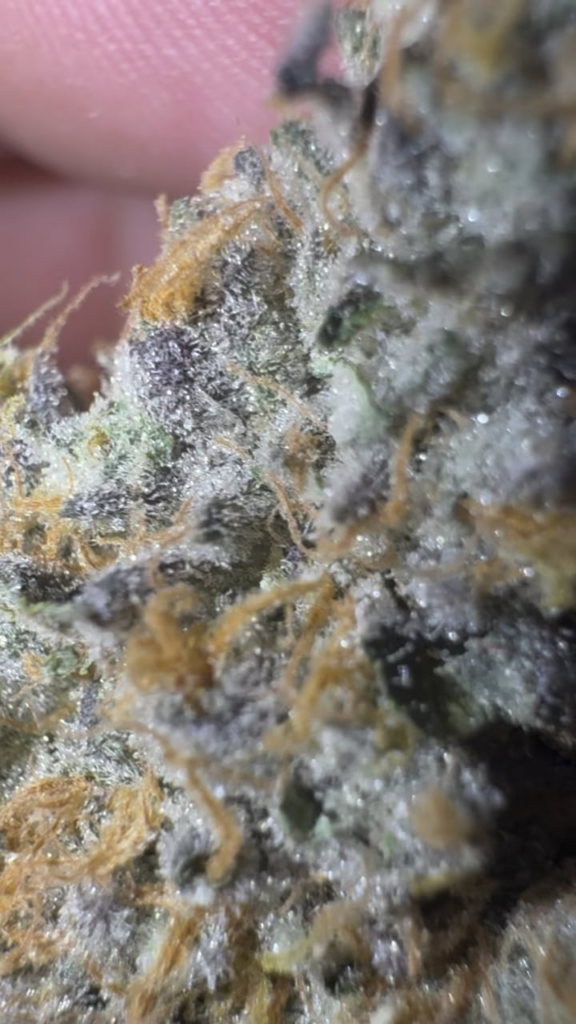 New batch of WiFi going crazy 🤪 🔥