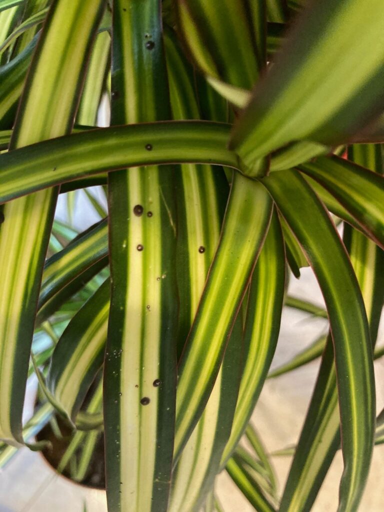 Dracaena marginata ‘Sunray’ – brown crusty spots on leaves, no visible insects