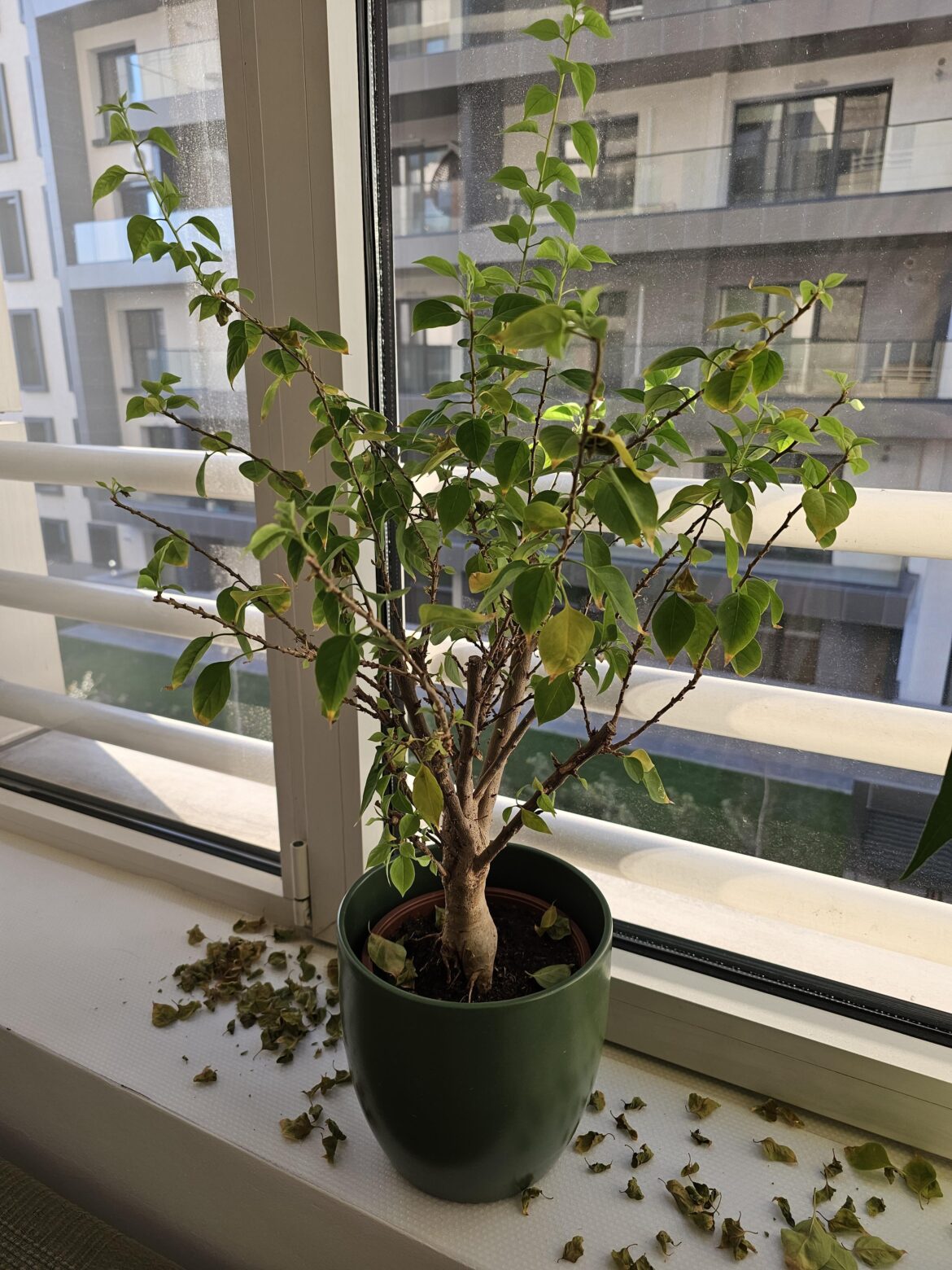 Should I trim back those thin long branches of my bougainvillea?