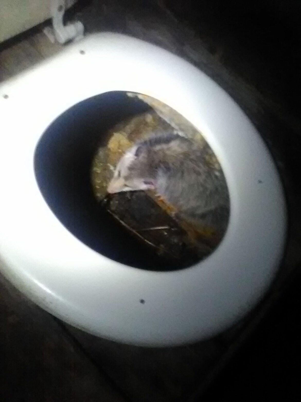 Found a clog in my outhouse