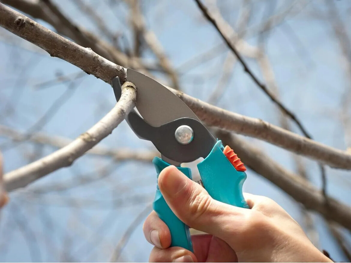 Gardening advice: Avoid pruning in fall, it can weaken trees throughout winter Gardening advice: Avoid pruning in fall, it can weaken trees throughout winter