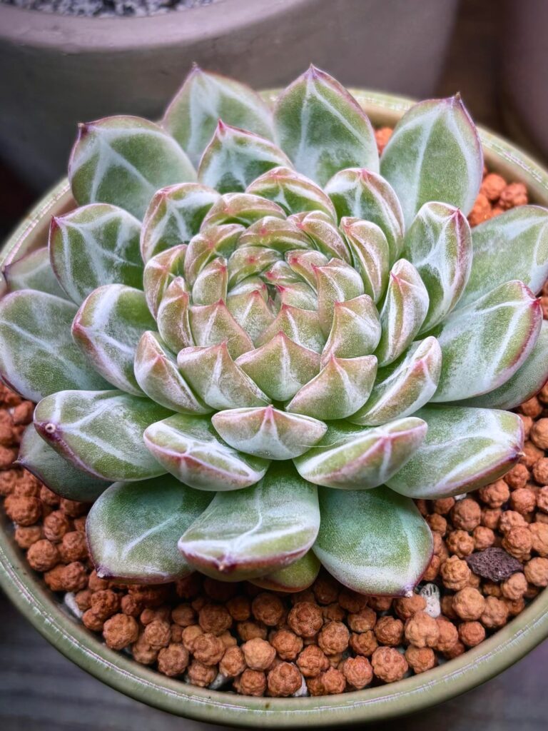 My newest favorite 😍