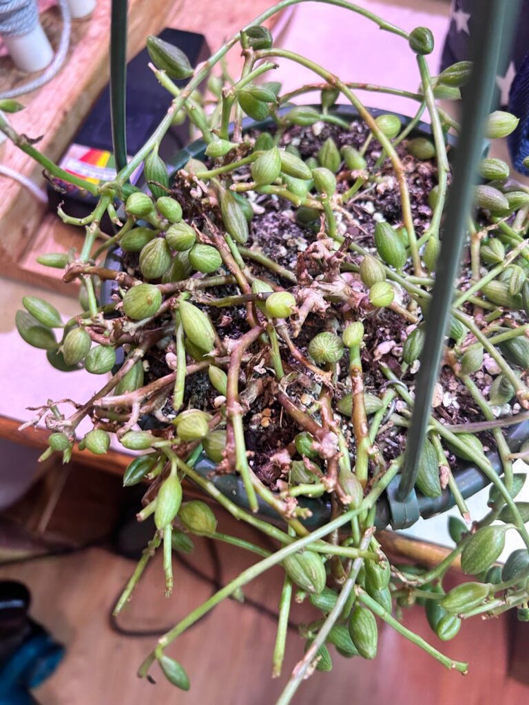 so I do see some growth to this plant but what should i do? i’m