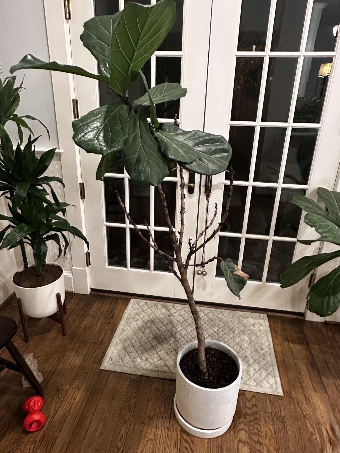 Should I chop this? Thanks for any advice!