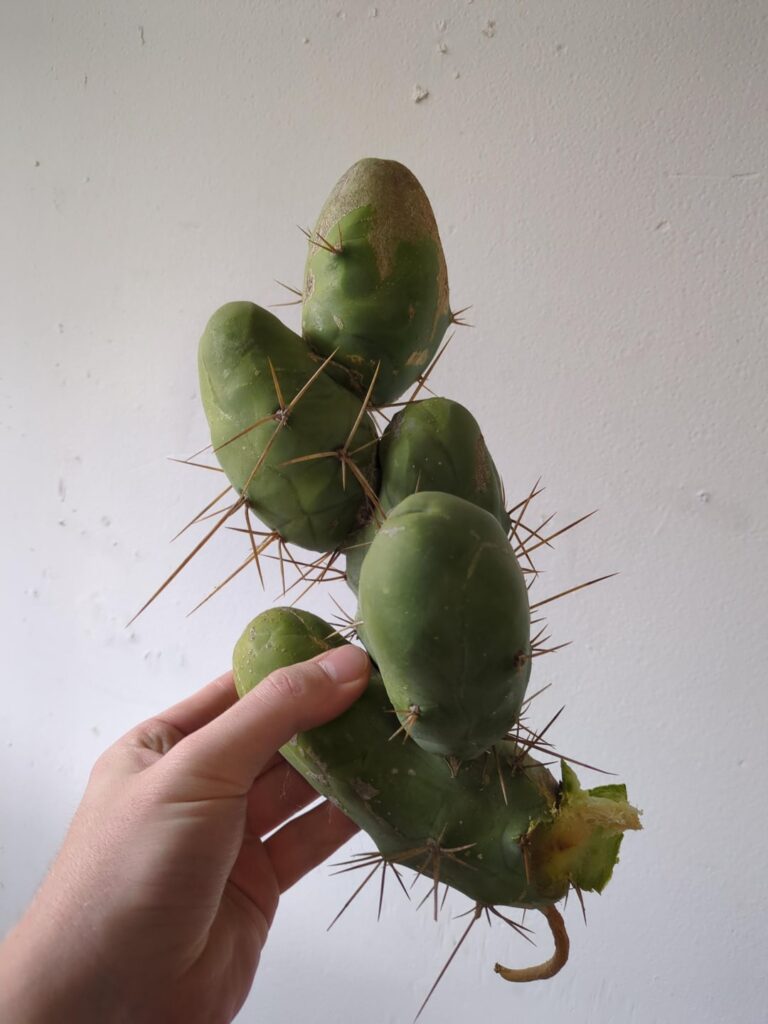 Is this San Pedro? Got it for $10