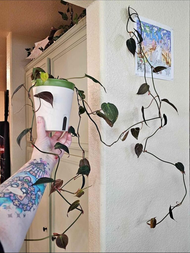 No low balls, I know what I have