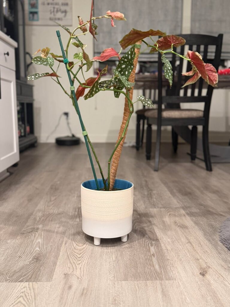 So Leggy! What’s wrong with it??