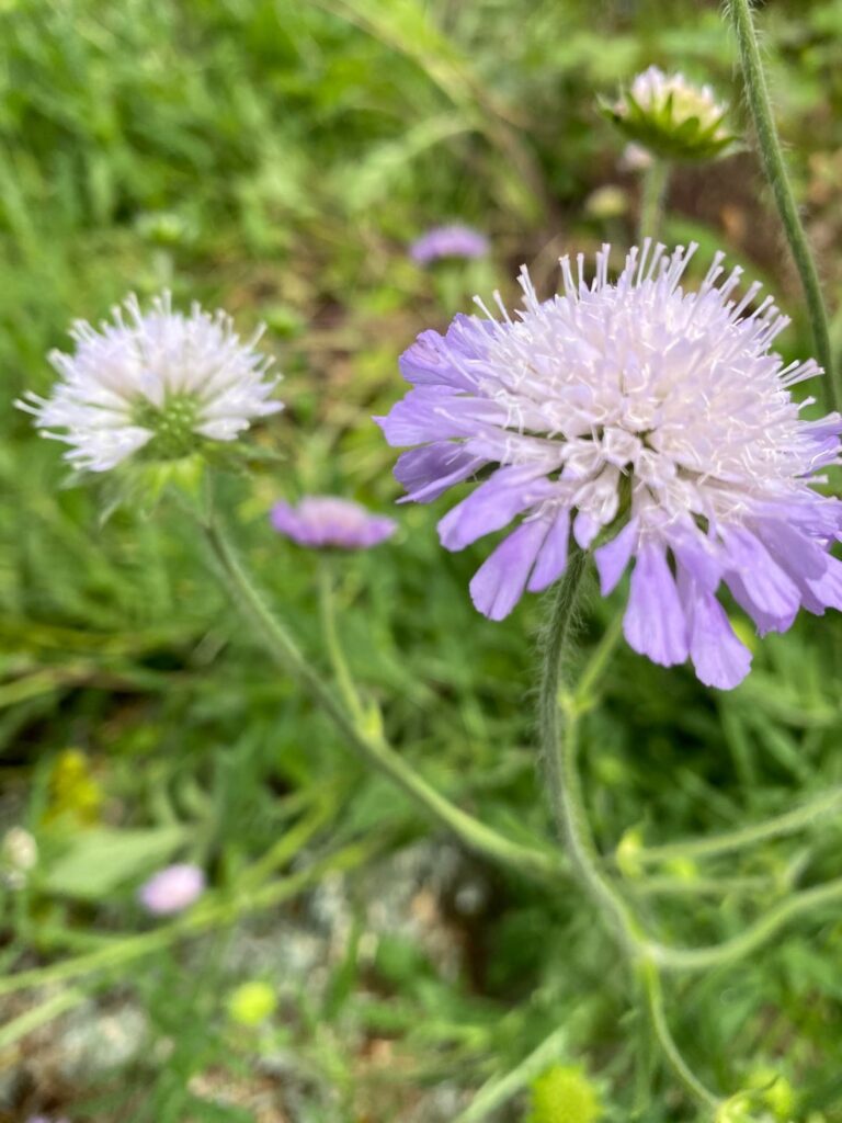 these flowers look like electricity⚡️