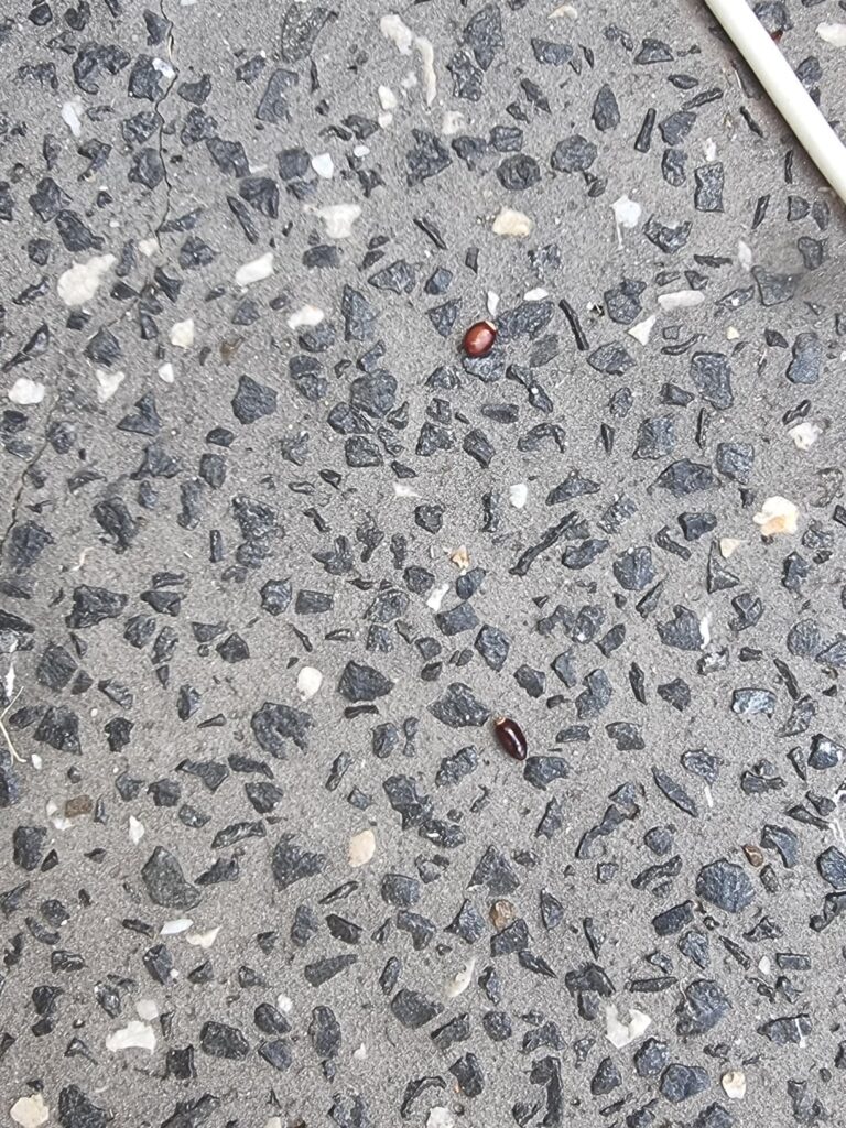 Found these seeds in my garden (Brisbane, Australia)