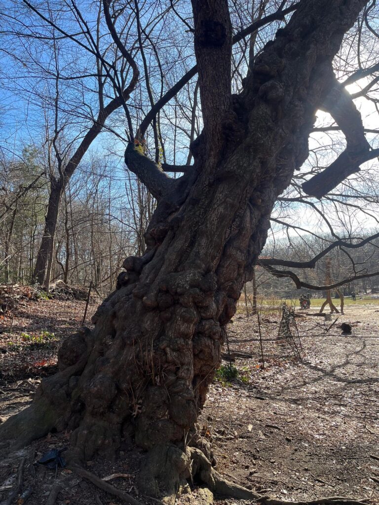 I thought you all would appreciate this burl