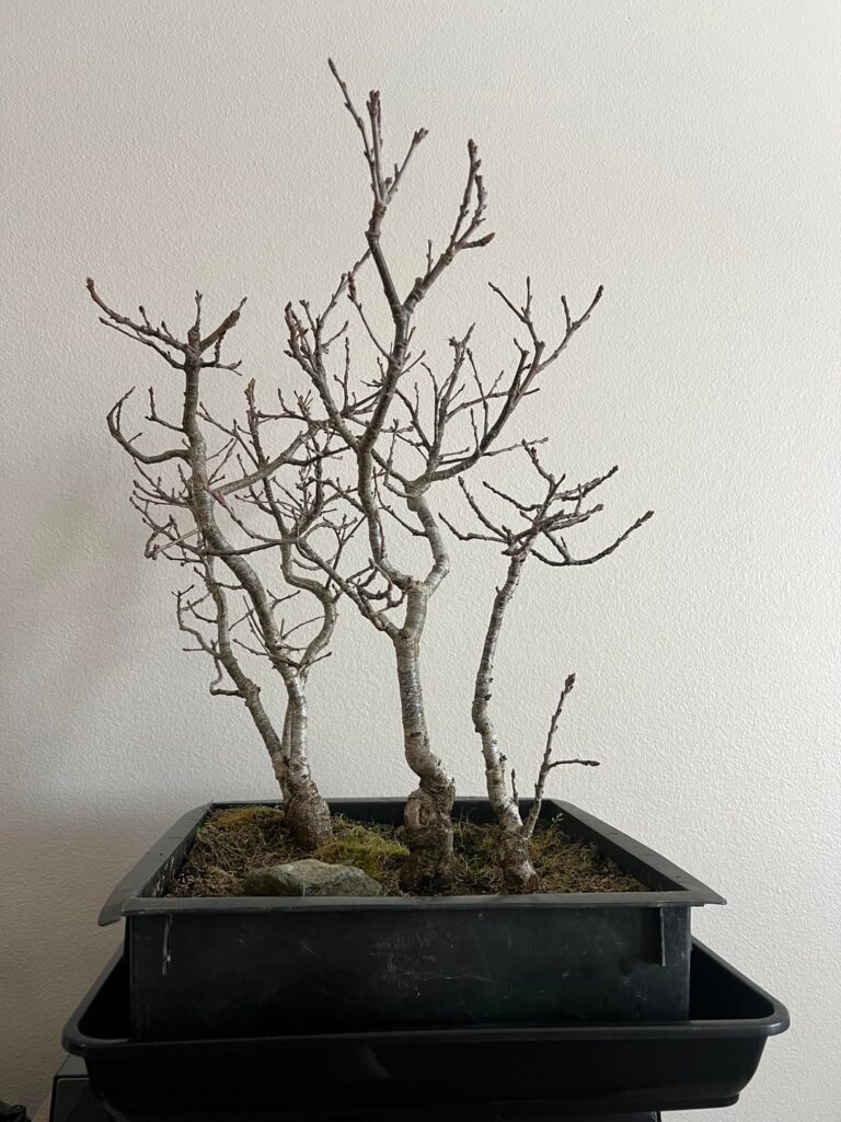 I love oaks. A little too much. 10 out of 14 trees I have are oaks. This is my newest addition. English oak forest. Estimated to be 17 years old.