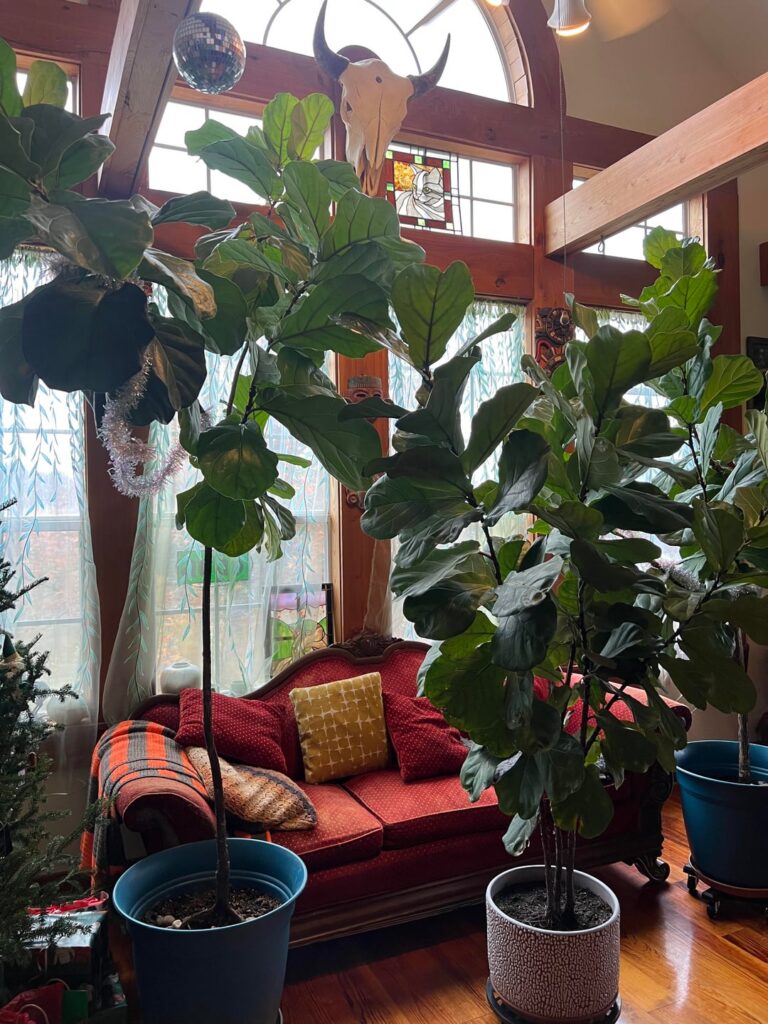 My 5 fiddle leaf figs