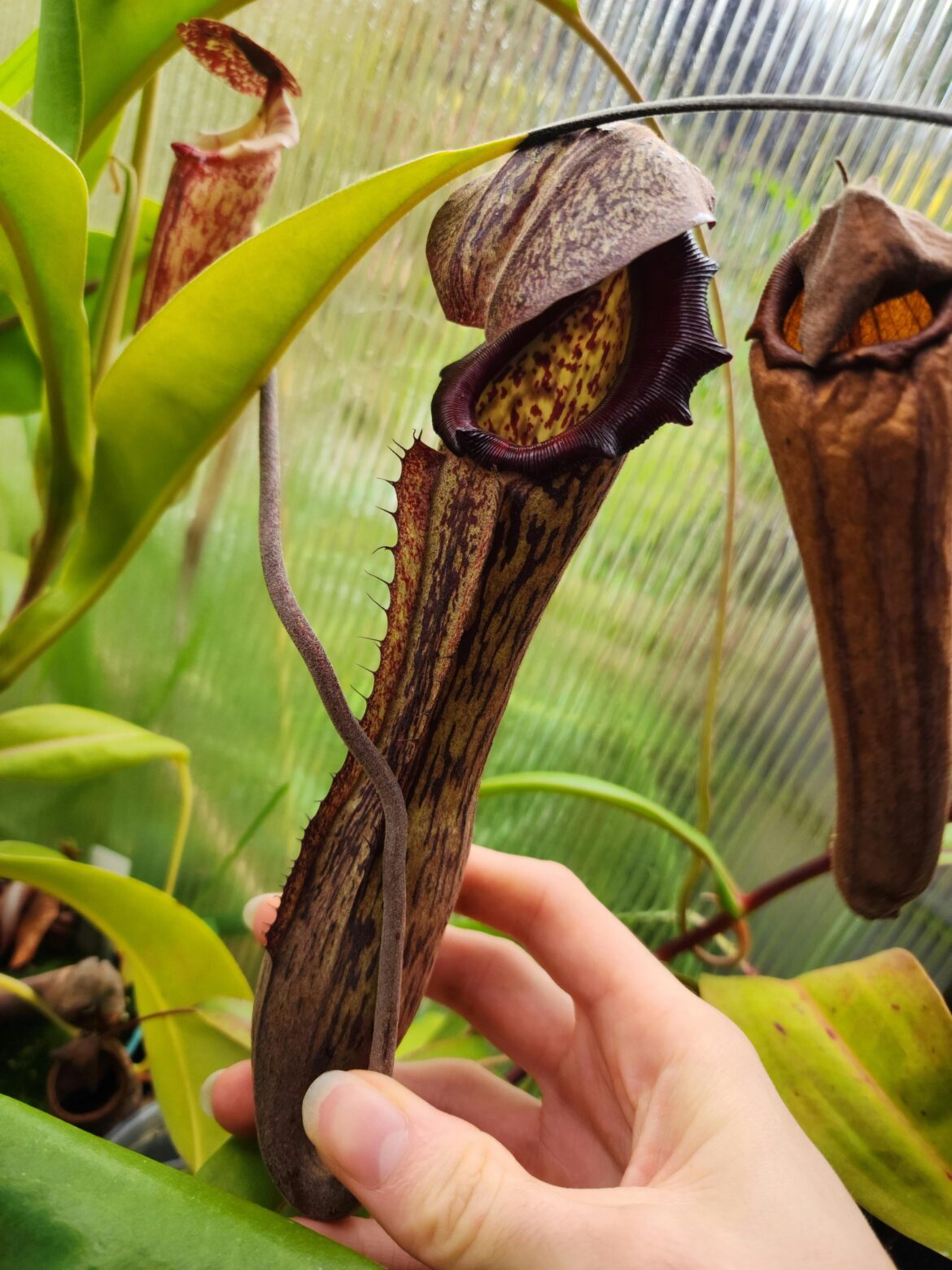 Nepenthes boschiana