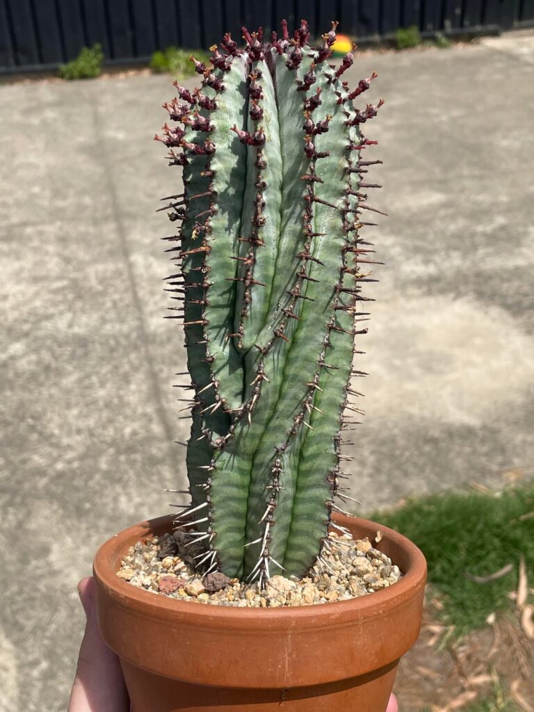 Euphorbia horrida var. striata