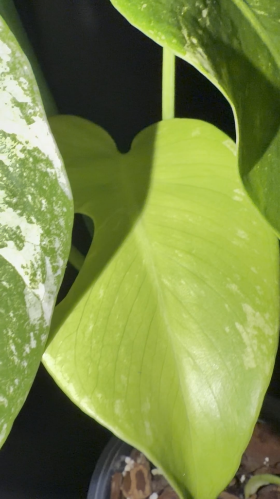 Screaming Crying Throwing Up