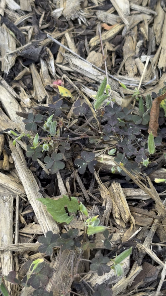 What the HELL is this? It flicks tiny seeds at me when I touch it.