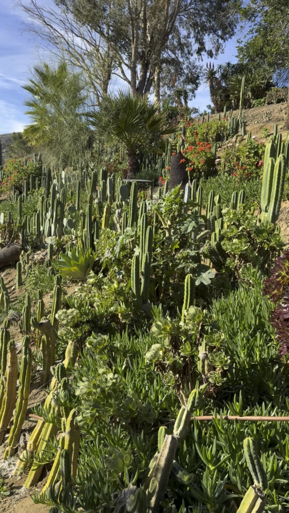 Winter Cactus Tour !