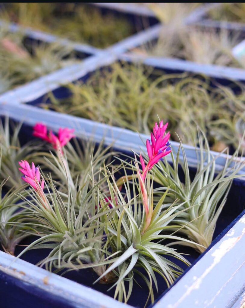 I could admire her until late, she looks very beautiful