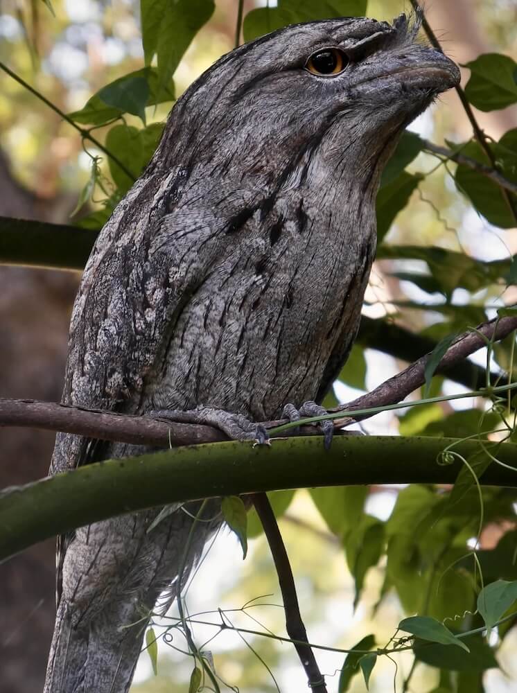 One gardener was startled to suddenly lock eyes with a tawny frogmouth, cleverly disguised as a tree branch.