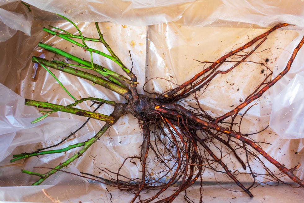 Bare root plant bare rose root without soil in plastic, ordered online and delivered to the customer during the dormant season.