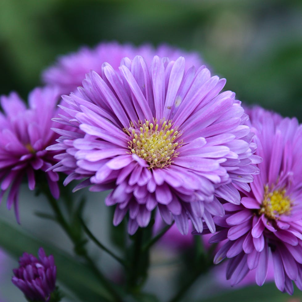 Aster plant these vivid purple blooms are a variety of aster, most likely a cultivated hybrid of the new england aster (symphyotrichum novae angliae) or china aster (callistephus chinensis). though native to cooler regions of the northern hemisphere, they flourish here in the cool highlands of kintamani, bali — a place where temperate flowers are lovingly grown in curated gardens.