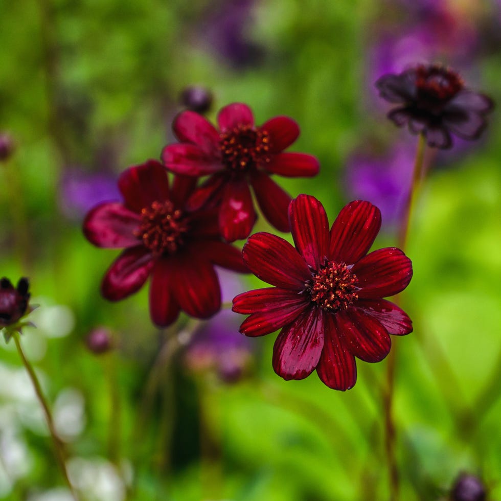 Chocolate cosmos chocolate cosmos plant