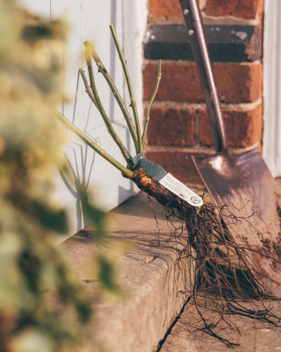 Bare root rose, David Austin bare root rose, david austin