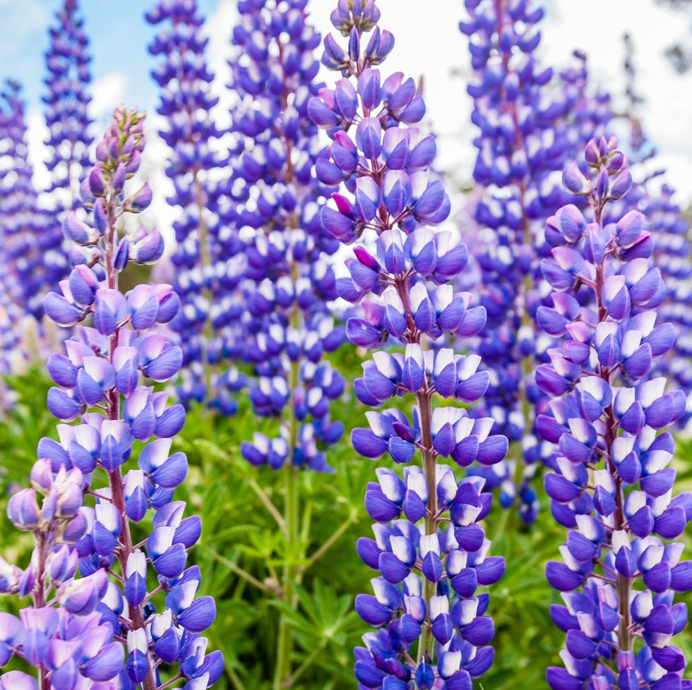 Lupins route of seven lakes